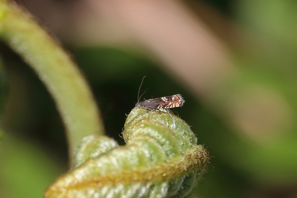 Dark Gorse Piercer