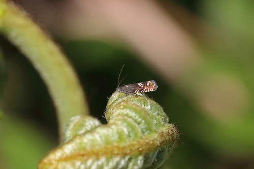 Dark Gorse Piercer