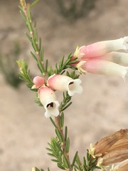 Erica diaphana