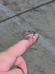 Cicada barbara lusitanica