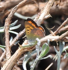 Tharsalea nivalis