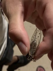 Cicada barbara lusitanica