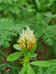 Trifolium alexandrinum