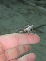 Cicada barbara lusitanica