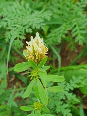 Trifolium alexandrinum