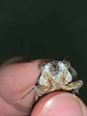 Cicada barbara lusitanica