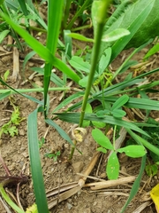 Trifolium alexandrinum