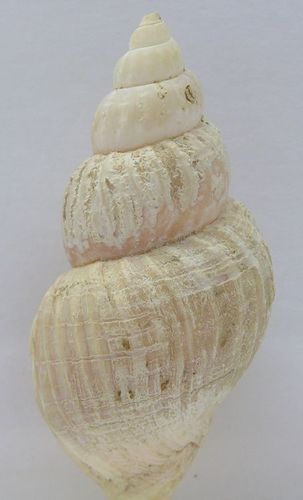 Ladder Whelk