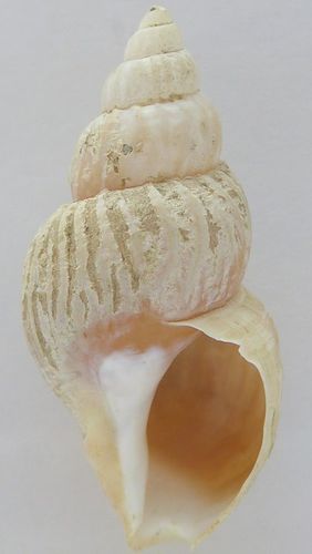 Ladder Whelk