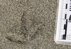 Pluvialis squatarola