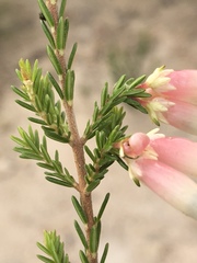 Erica diaphana