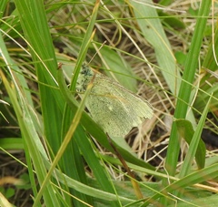 Colias behrii