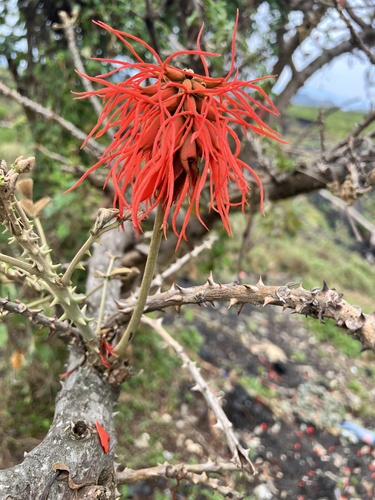 Redhot Poker Tree