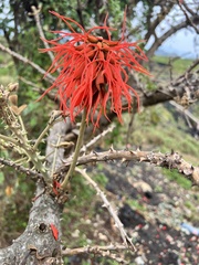 Erythrina abyssinica