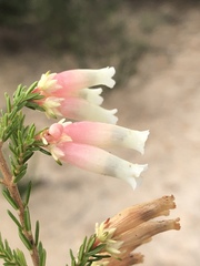 Erica diaphana