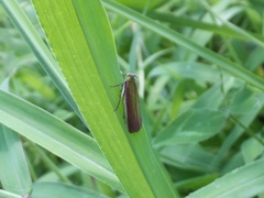 Oncocera semirubella