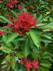 Jatropha integerrima