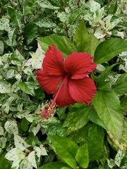 Hibiscus rosa-sinensis