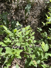 Spiraea ouensanensis