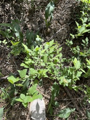 Spiraea ouensanensis