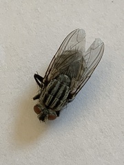 Sarcophaga carnaria