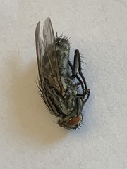Sarcophaga carnaria
