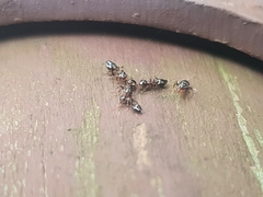 Crematogaster matsumurai