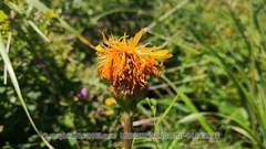 Hypochaeris ciliata