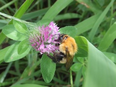Bombus diversus