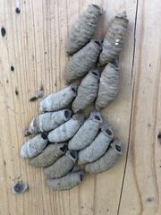 Sceliphron curvatum