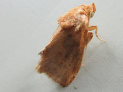 Microleon longipalpis