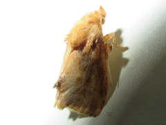 Microleon longipalpis
