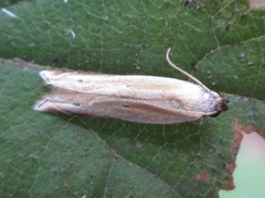 Mesophleps albilinella