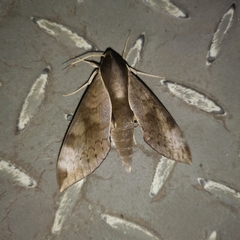 Acosmerycoides harterti