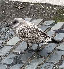 Larus argentatus