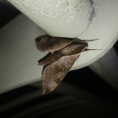 Acosmerycoides harterti