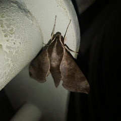 Acosmerycoides harterti