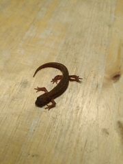 Lissotriton vulgaris