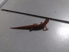 Lissotriton vulgaris
