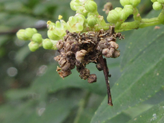 Comibaena procumbaria