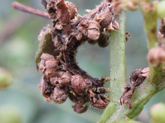 Comibaena procumbaria