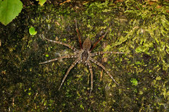 Dolomedes raptor