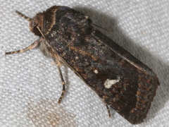 Proteuxoa bistrigula