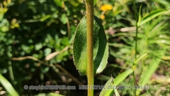 Hypochaeris ciliata