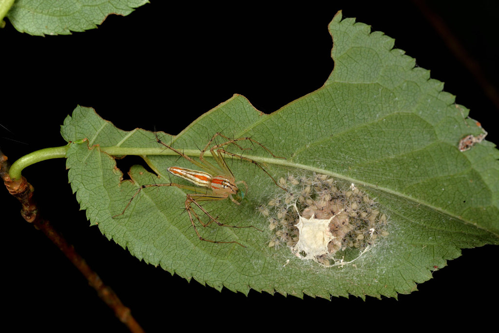 Oxyopes fujianicus