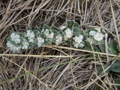 Gossypianthus lanuginosus