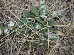 Gossypianthus lanuginosus