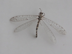 Neuroleon egenus