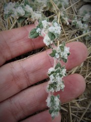 Gossypianthus lanuginosus