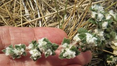 Gossypianthus lanuginosus
